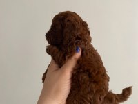 Kore toy poodle