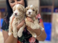 Ufacık Maltipoo Yavrularım