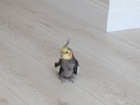 2 aylık şeker gibi sultan papağanı daha bebek