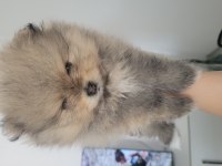 45 günlük saf pomeranian anne ve babası bizim yavrumuz