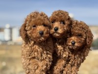 Ankaranın en elit toy poodle yavruları