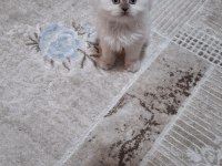 Kedimiz hakkında bilgi için mesaj atın