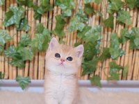 2 erkek 1 Dişi British Shorthair Golden yavrular ust kalite