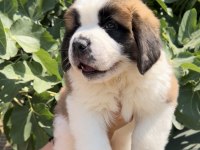 Muhteşem Görsele Sahip St Bernard Yavrular