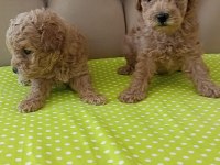 Toy poodle