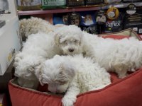 Maltipoo yavrularımız