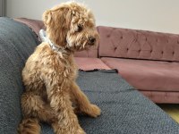 Toy Poodle Maltipoo Kızıma Yuva
