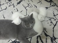 Yavru scottish fold