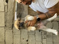 Akita Bebekler