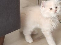 Uzun tüylü evimizin prensesi kedimiz