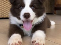 A kalite border collie