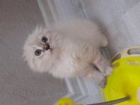 Scottish fold dişi