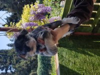 Minyatür Schnauzer Şecereli Çipli