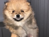Sevimli pomeranian minikler