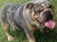 İngiliz bulldog yavrularımız ırk garantilidir