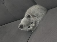 40 günlük british longhair