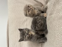 45 günlük scottish fold yavrularımız