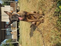 Dişi malinois