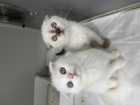 Scottish fold orjinal top kafa yavrular