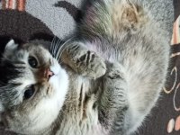 Aşıları Tam Scottish Fold