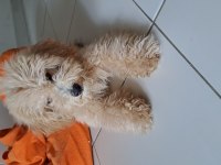 5 aylık fıstık kızım maltipoo