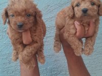toy poodle yavrular bir birinden güzel