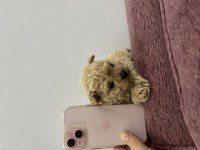 Micro Toy Poodle Tr