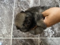 Orjinal ayı surat pomeranian boo yavrular