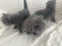2 aylık british shorthair yavrular sahiplendirilecektir