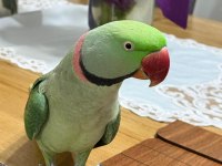 Çift İskender Papağanı Erkek Ve Dişi Kafesleri Dahil