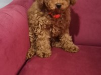 2 buçuk aylık yavru poodle köpeğimiz