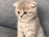 2 dişi 1 erkek scottish fold