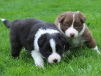 Mükemmel Border Collie Yavrular