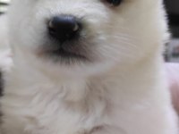 Samoyed Yavrularımız İki Aylık