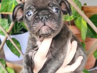 45 günlük French bulldog yavru