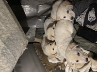 Minik bembeyaz golden retriever yavruları