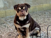 Black tan pug mops özel olmak isteyenler