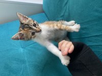 1.5 AYLIK ERKEK TEKİR YAVRU KEDİM