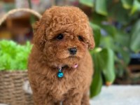 LİTTLEPAWS FARKIYLA ORJİNAL RED TOYPOODLE