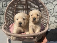 Baby face golden retriever