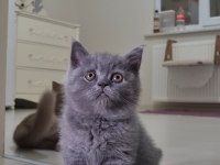 Sahiplendirme british shorthair