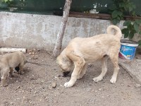 Kangal yavrusu satiliktir