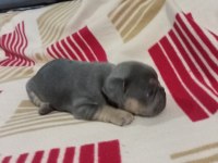 Eczotic bluetan.isabella taşıyıcı