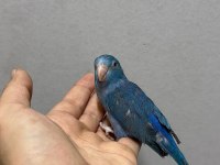 Forpus Yavru Papağanlarımız Gönderim Vardır