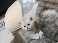 Scottish fold ve scottish straight kedisi
