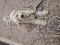 Terrier köpeğimi sahiplendirmek istiyorum