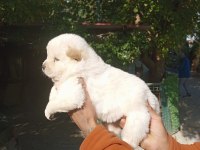 Chow chow bebeklerimiz