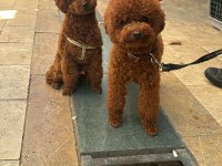 Resmi işletmeden kore toy poodle yavrular