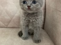 SHOW kalite ayı surat top kafa bebek scottish fold