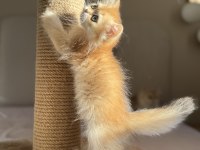 Kocaman gözlü golden ny11 british longhair